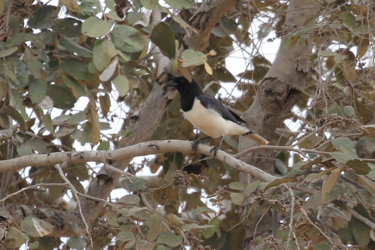 Curl-crested Jay - ML616886737