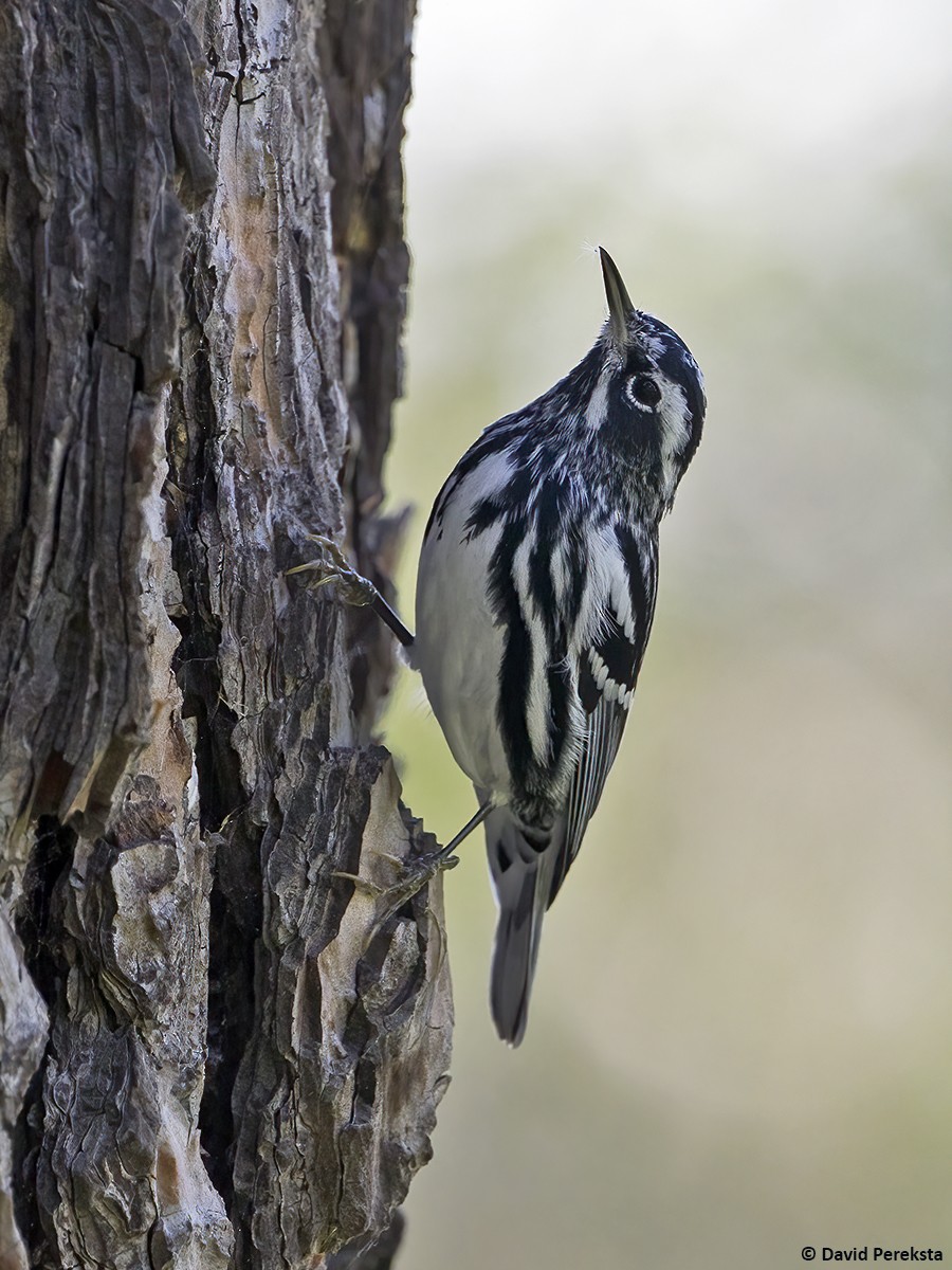 Black-and-white Warbler - ML616887095