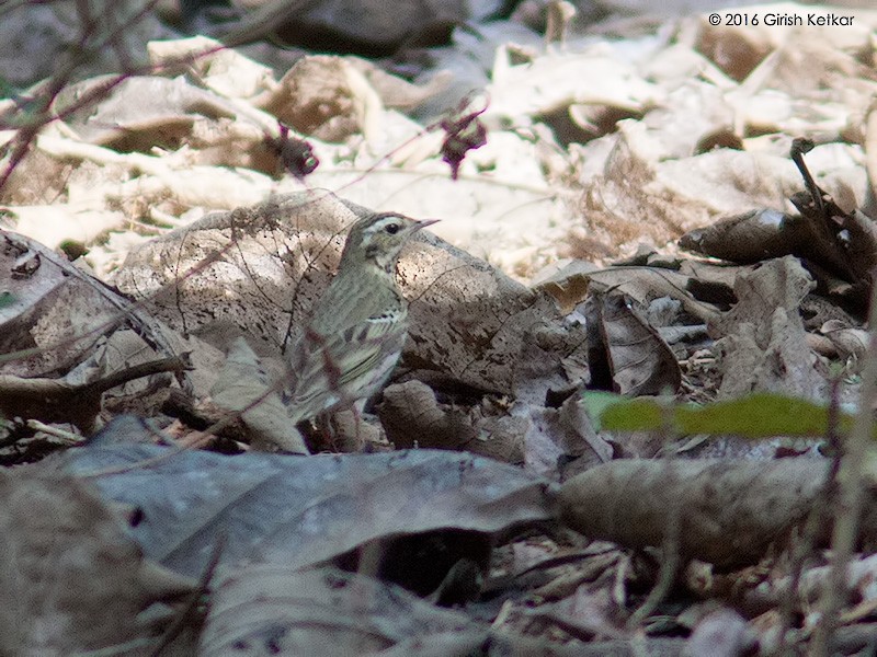 Olive-backed Pipit - ML616887112