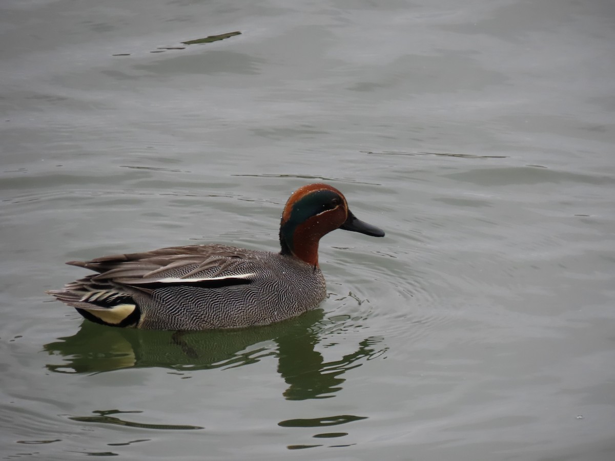 Green-winged Teal - ML616887220