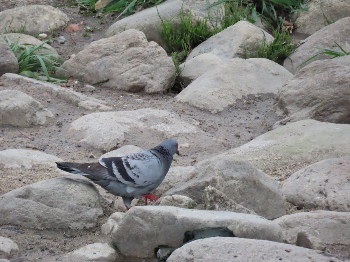 Rock Pigeon (Feral Pigeon) - Jessie Stuebner