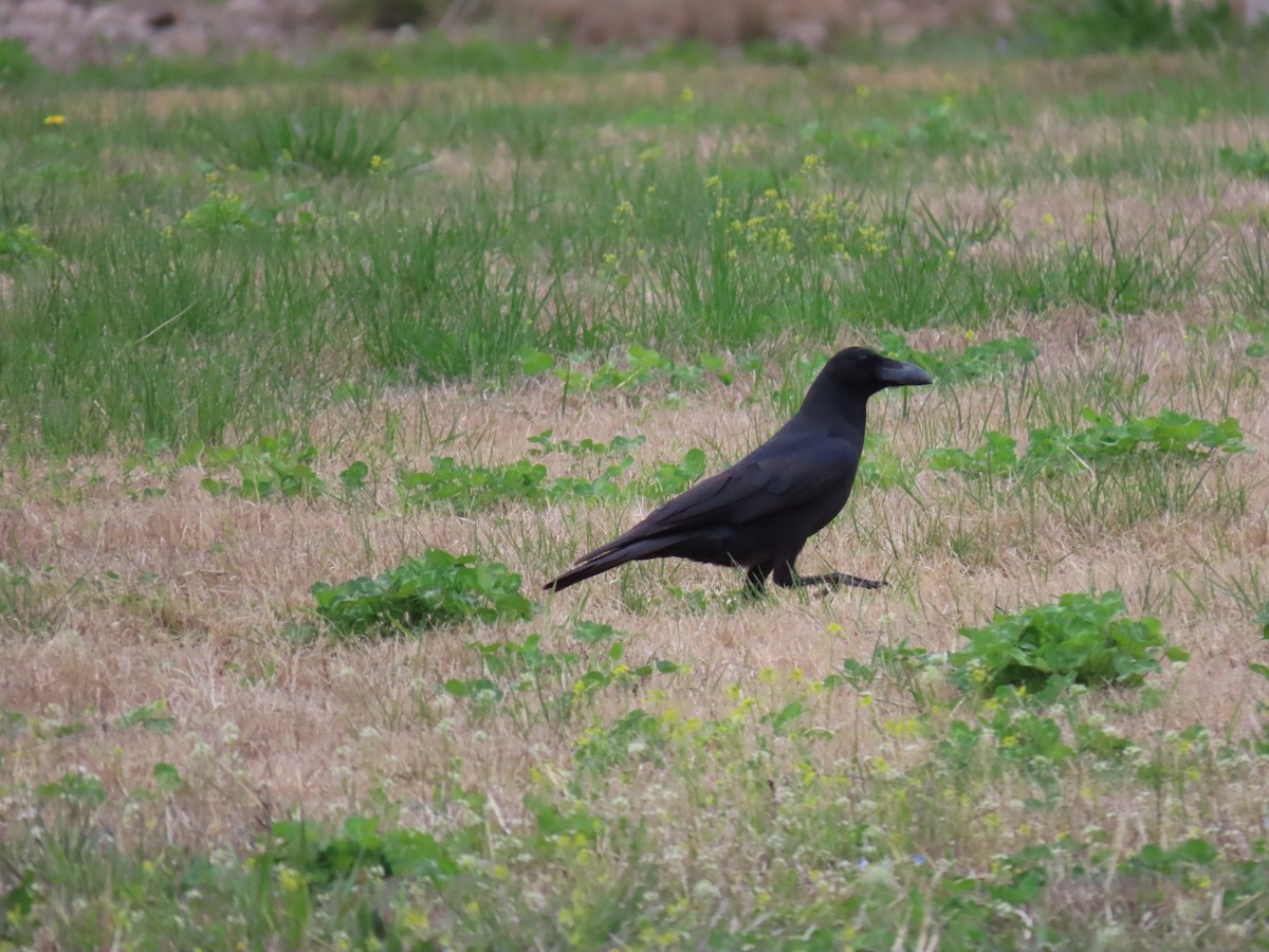 Large-billed Crow - ML616887232