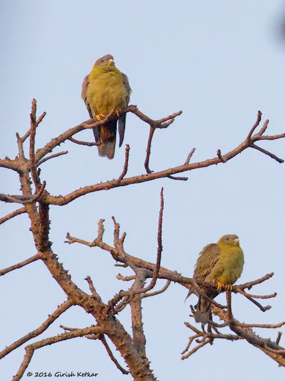 Yellow-footed Green-Pigeon - ML616887317