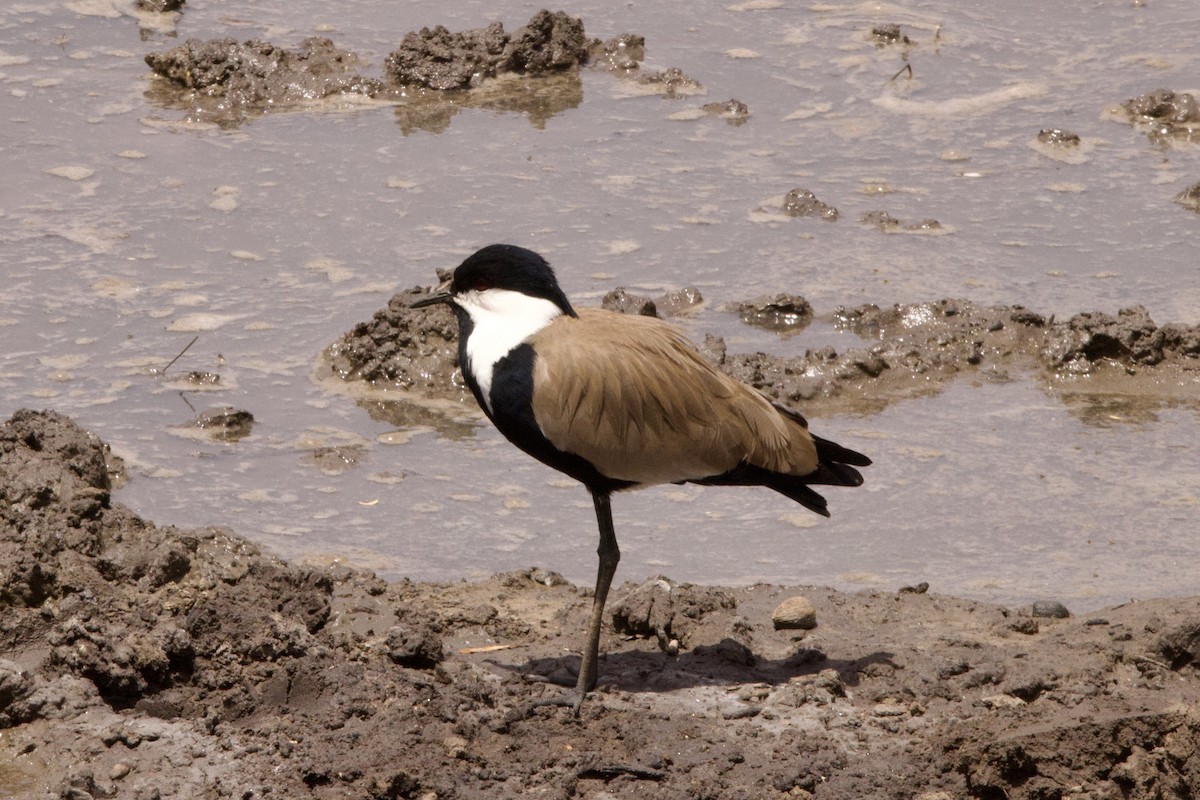 Spur-winged Lapwing - ML616887350
