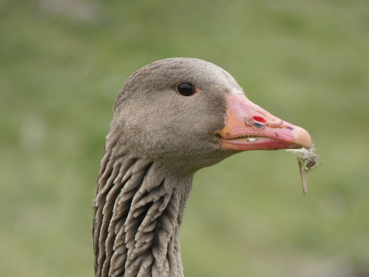 Graylag Goose (European) - ML616887538