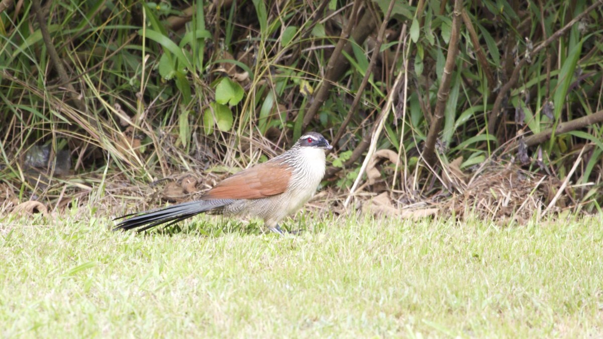 White-browed Coucal - ML616887678