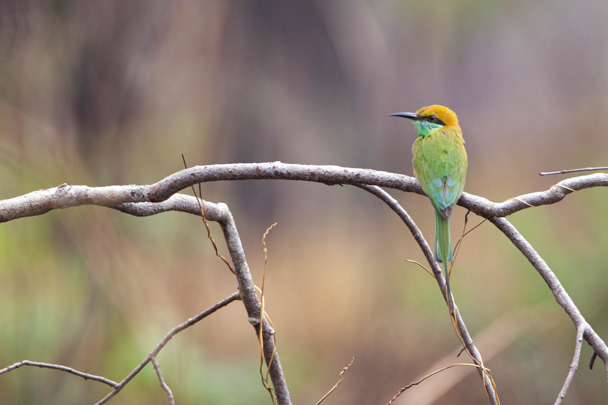 Asian Green Bee-eater - Khaleb Yordan