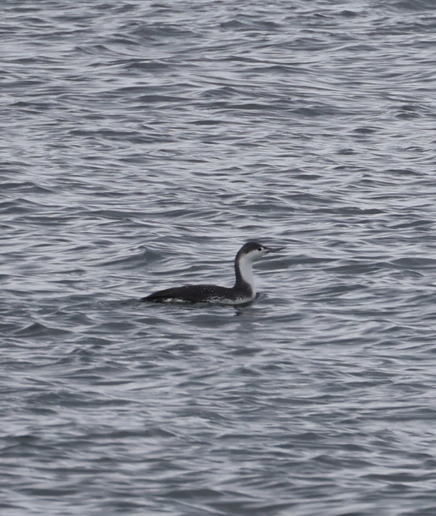 Red-throated Loon - ML616887915