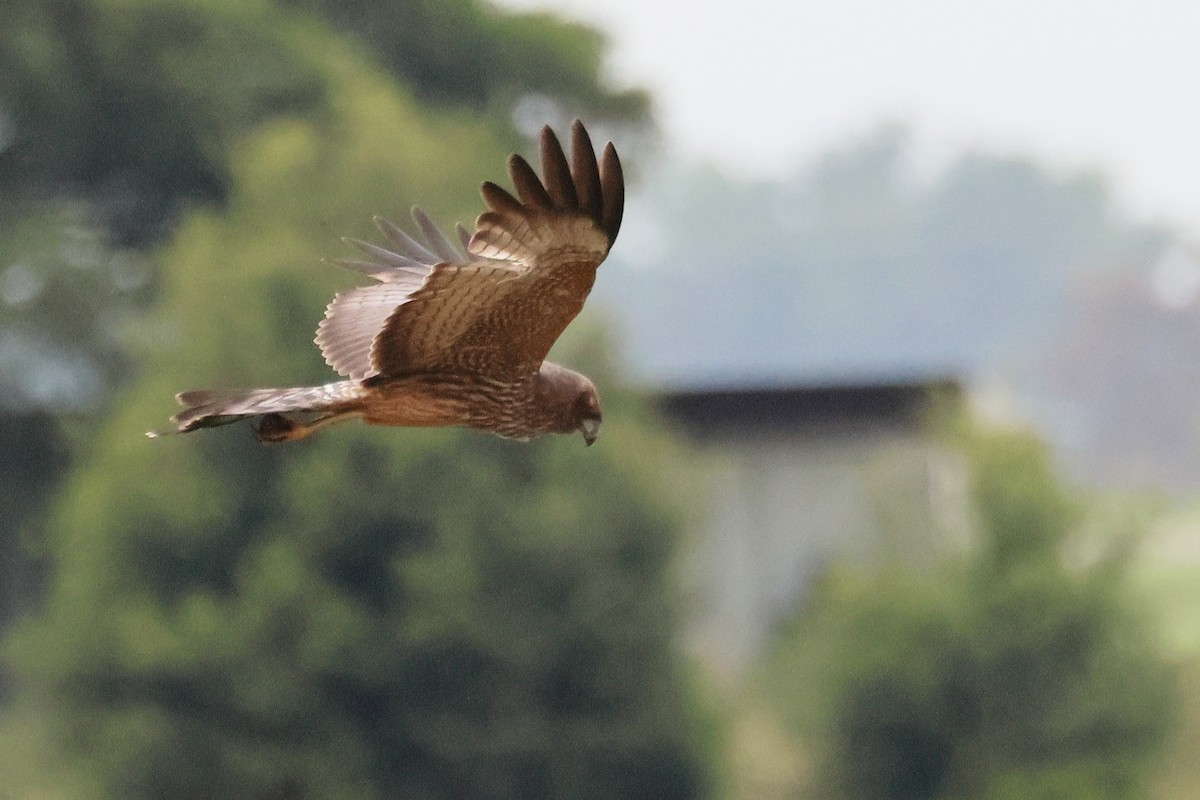 Spotted Harrier - ML616887922