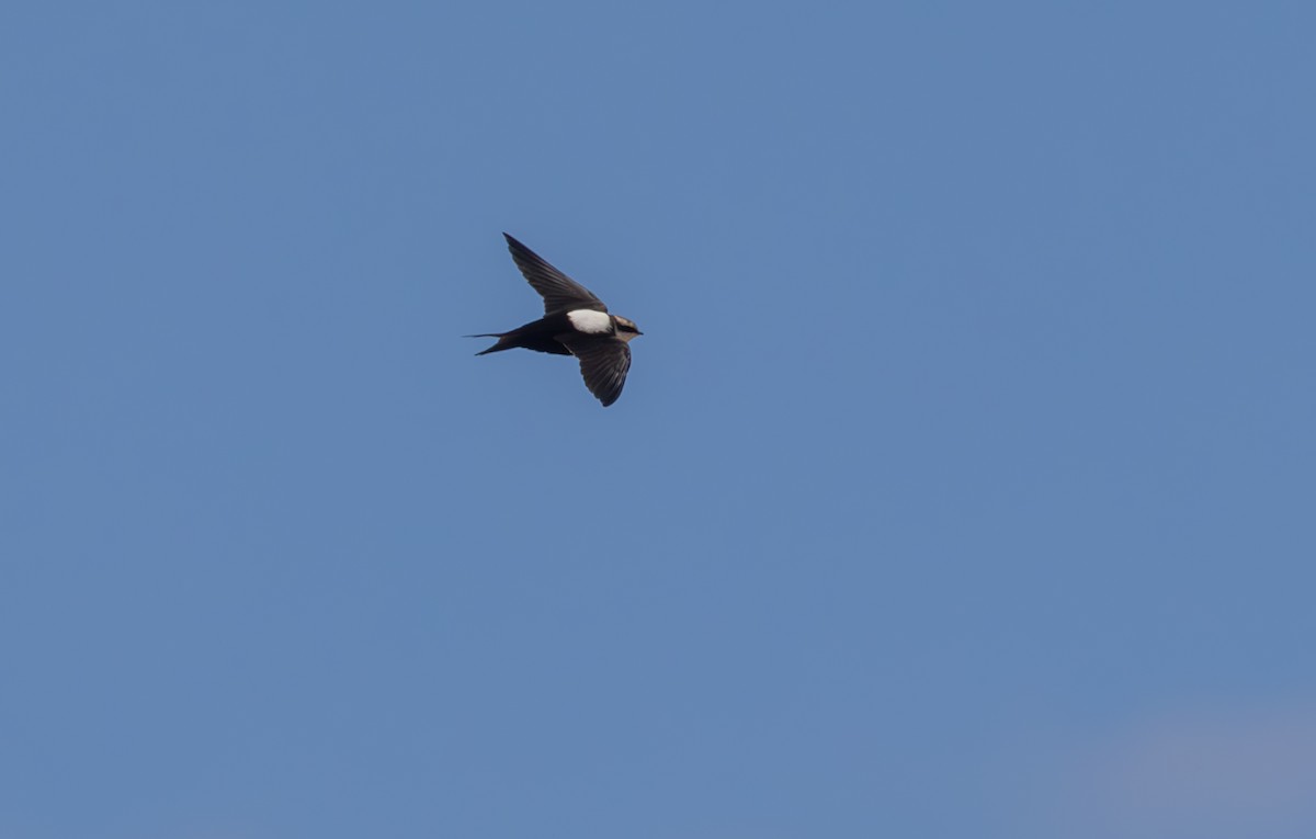 White-backed Swallow - ML616887971