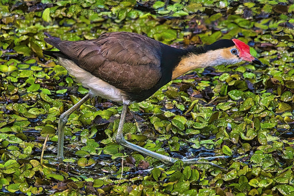eBird Checklist - 4 Apr 2024 - Spring Lake Springfield - 25 species (+1 ...