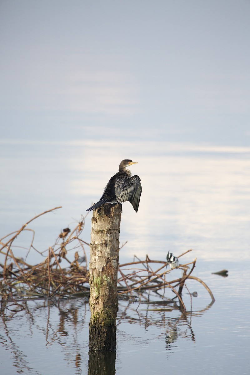 Long-tailed Cormorant - ML616887981