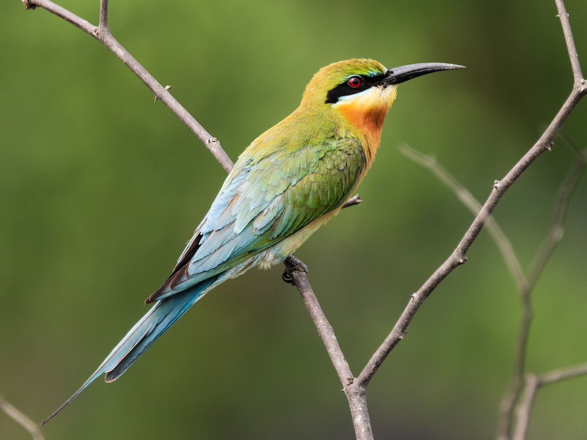 Blue-tailed Bee-eater - ML616888004