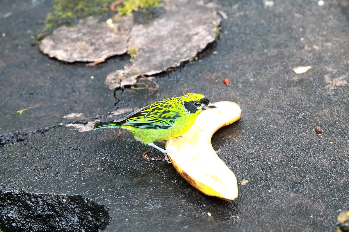 Green-and-gold Tanager - ML616888037