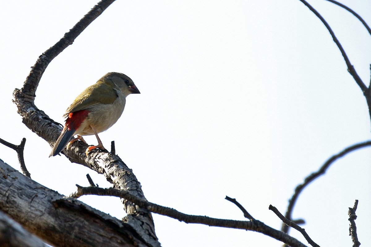 Red-browed Firetail - ML616888193