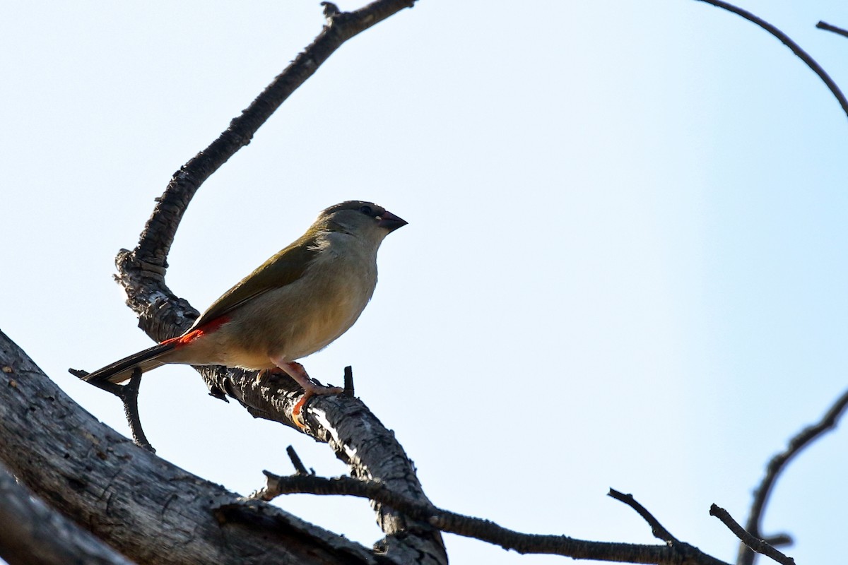 Red-browed Firetail - ML616888194