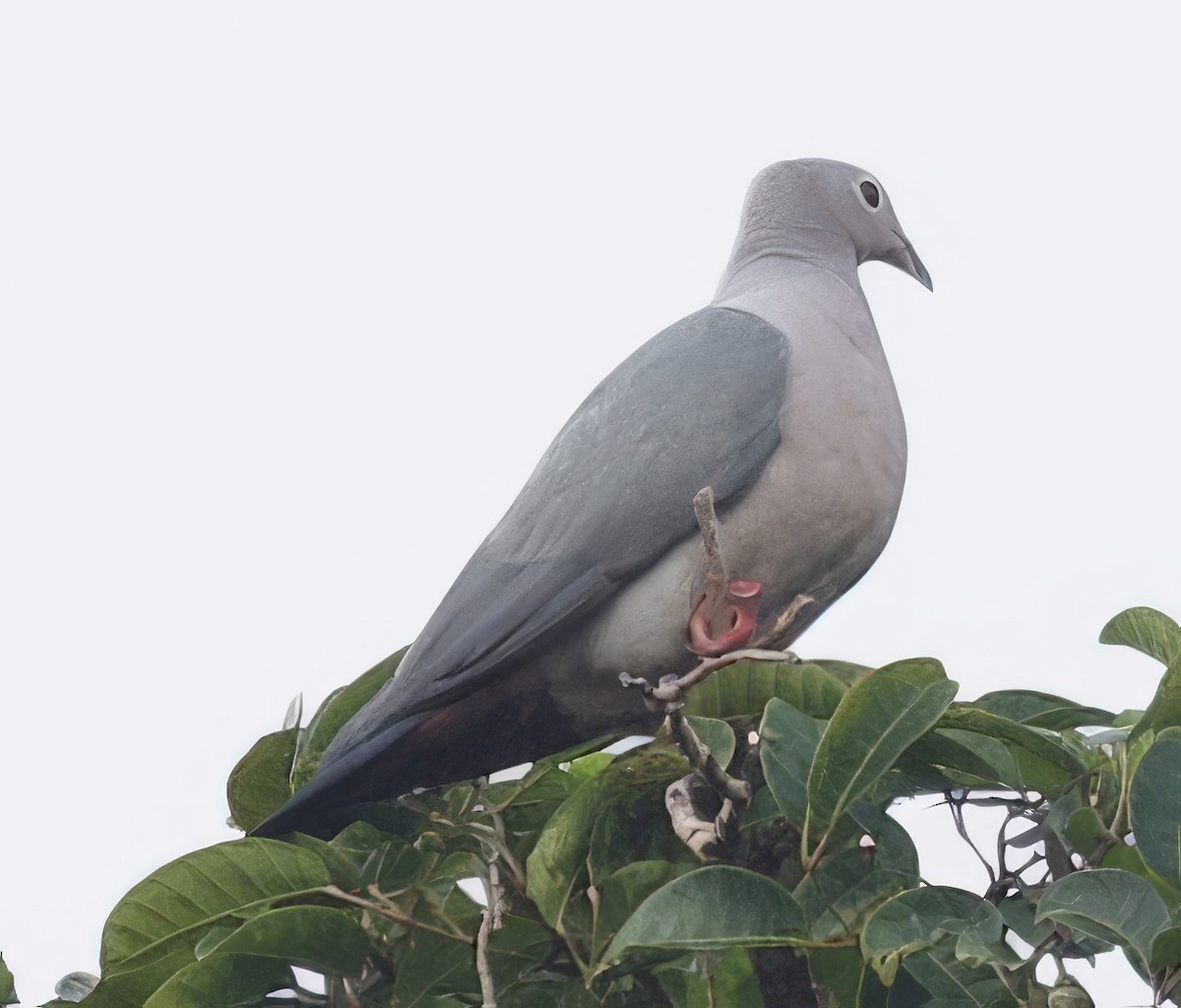 Island Imperial-Pigeon - ML616888257