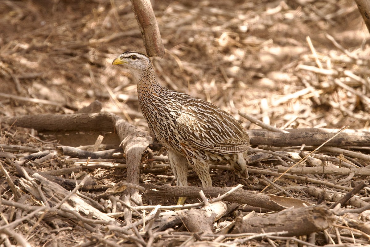 Double-spurred Spurfowl - ML616888259