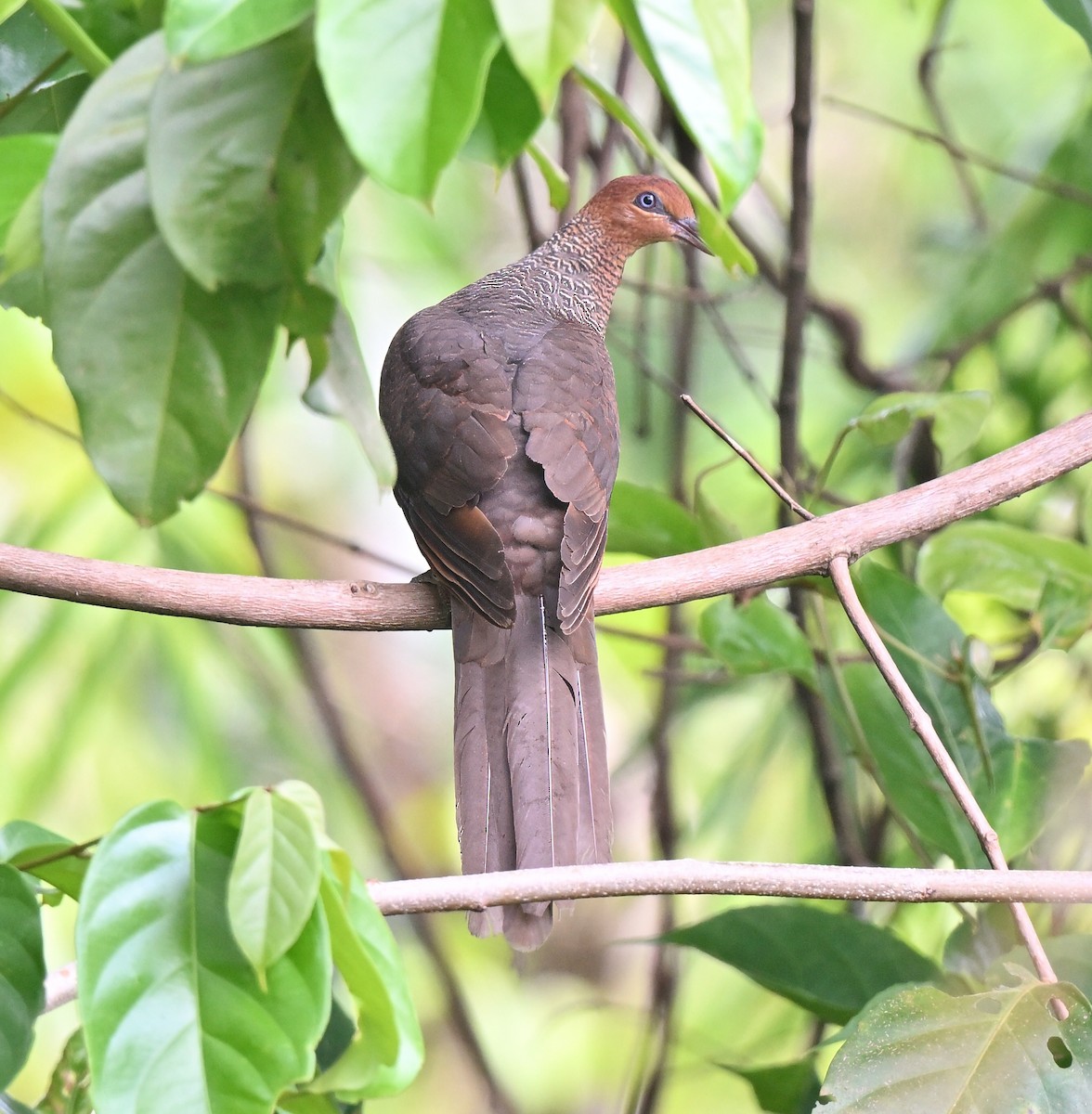 Andaman Cuckoo-Dove - ML616888325
