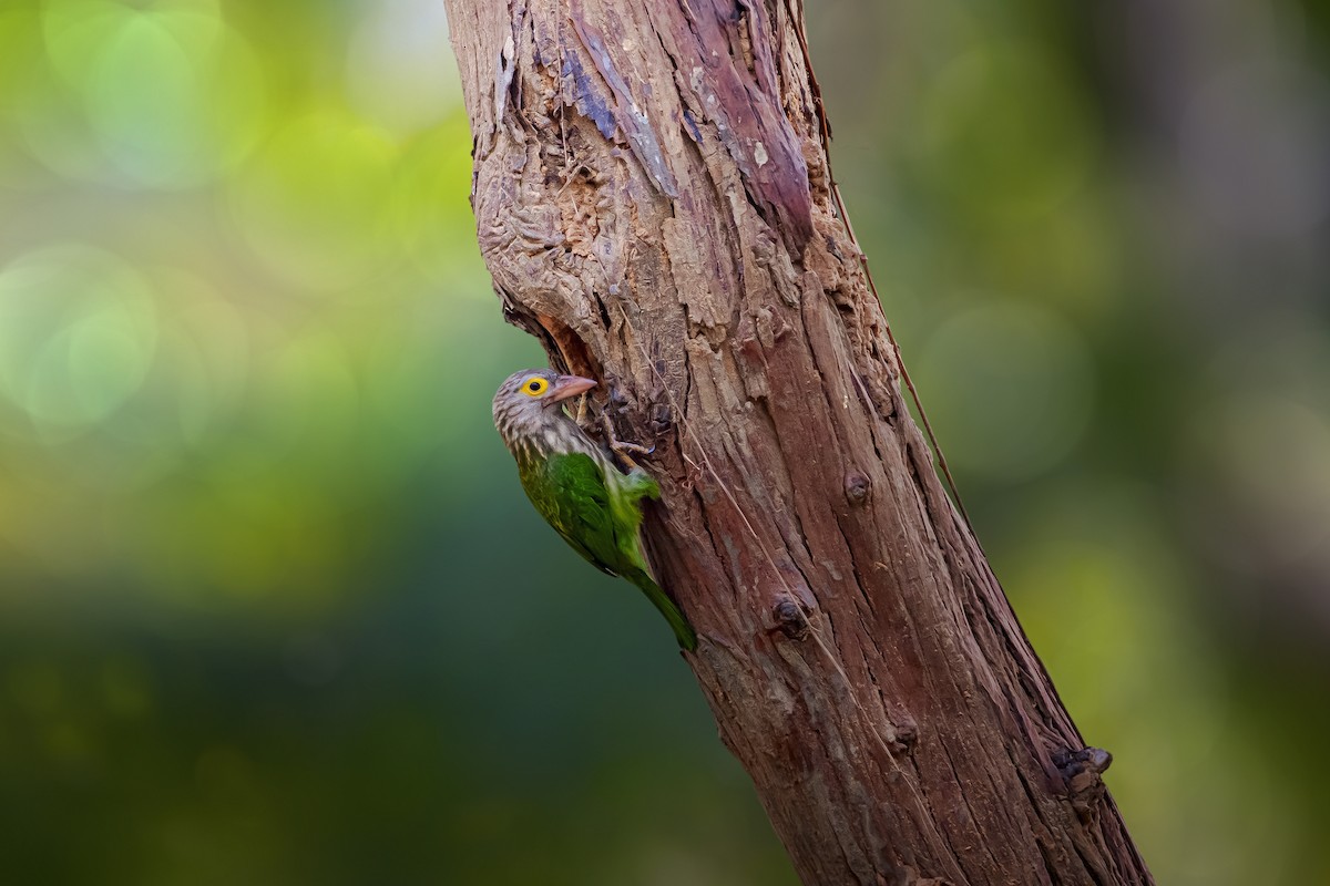 Lineated Barbet - ML616888328