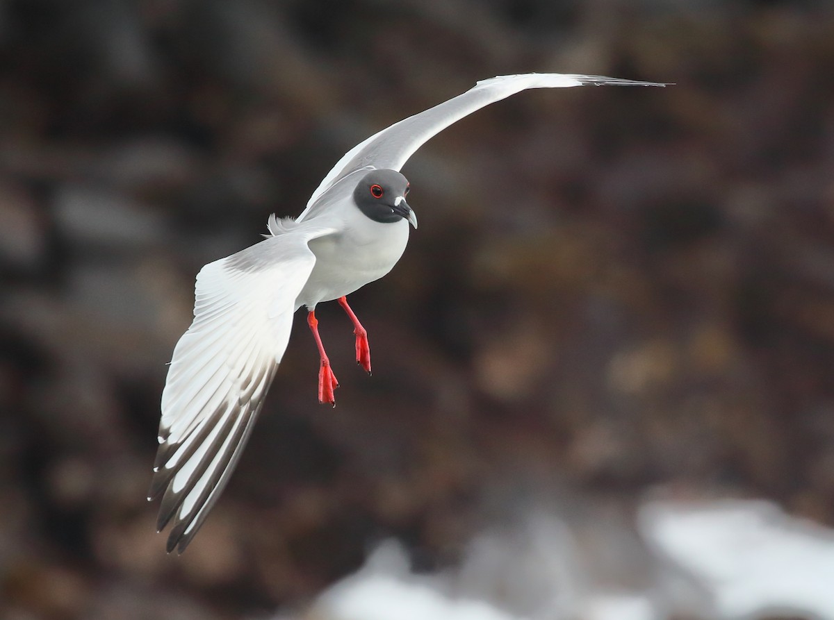 Swallow-tailed Gull - ML616888345