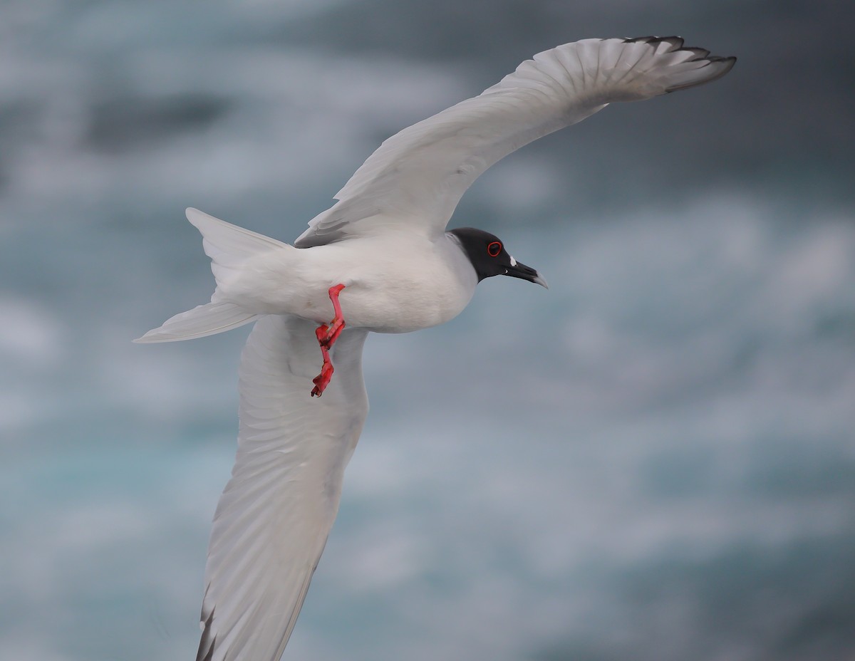 Swallow-tailed Gull - ML616888353