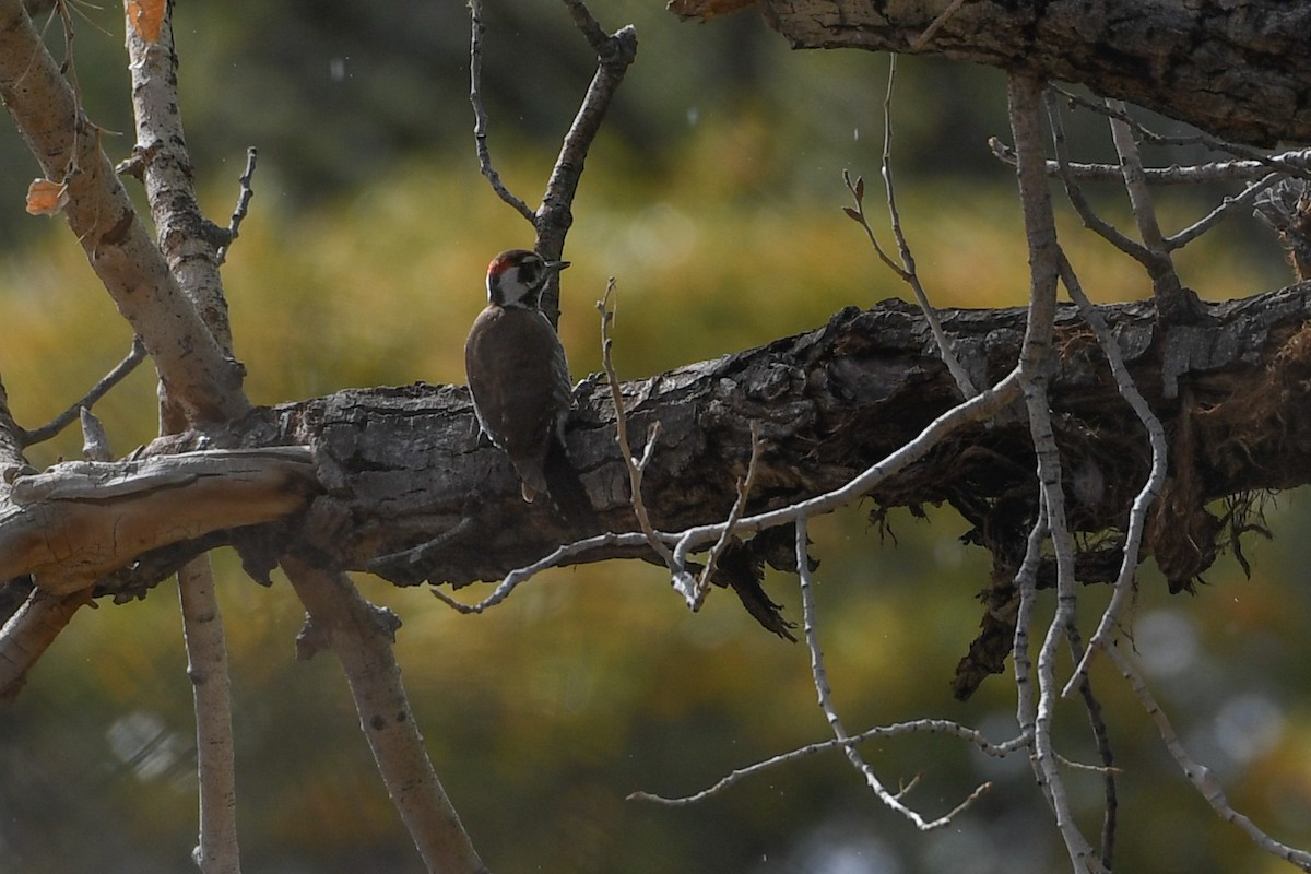 Arizona Woodpecker - ML616888369