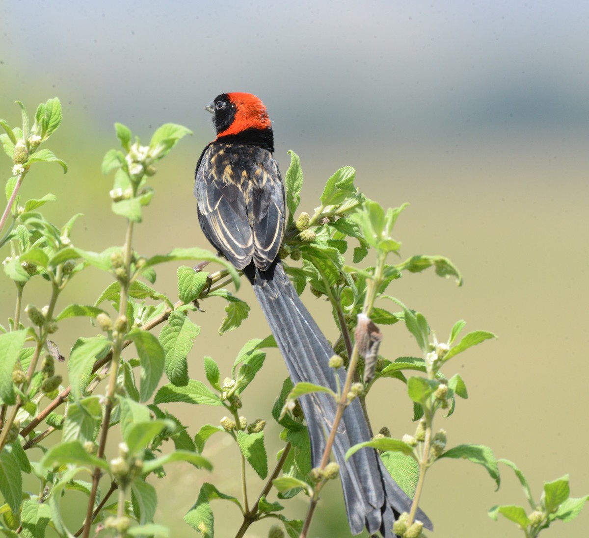 Red-cowled Widowbird - ML616888390