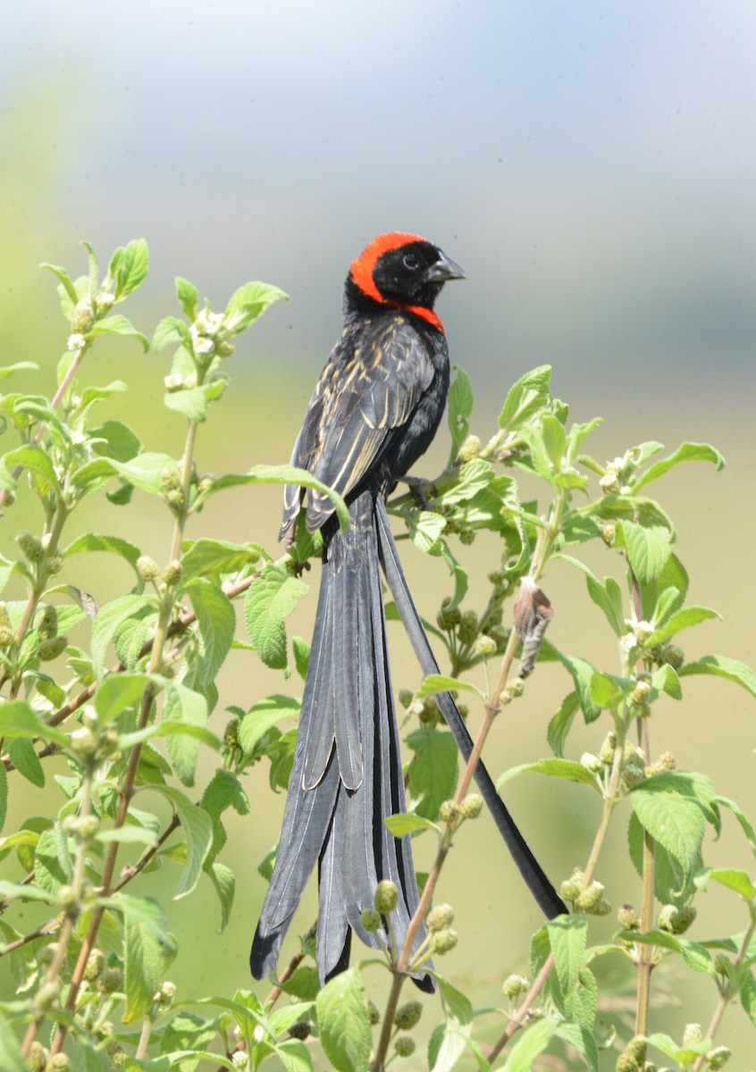 Red-cowled Widowbird - ML616888391
