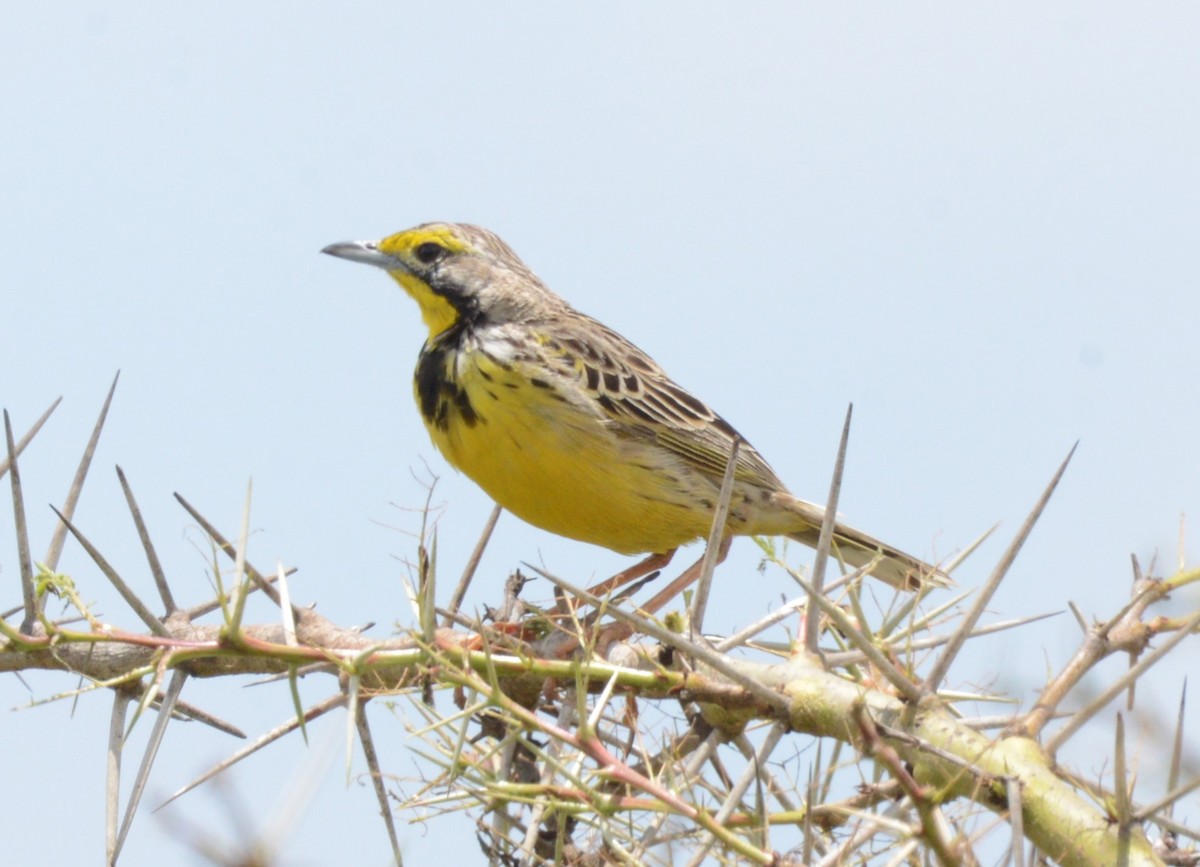Yellow-throated Longclaw - Bertina K