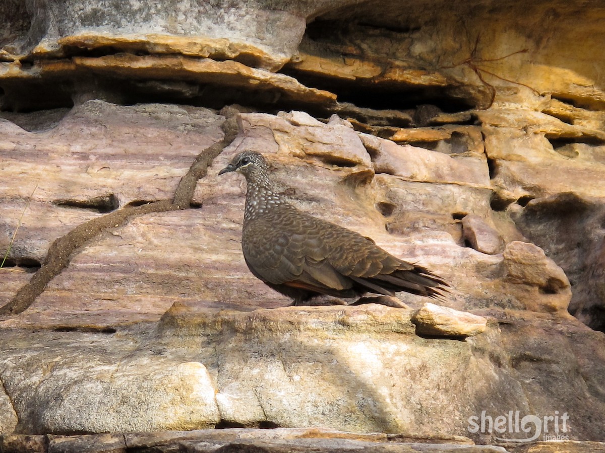 Chestnut-quilled Rock-Pigeon - Luke Shelley