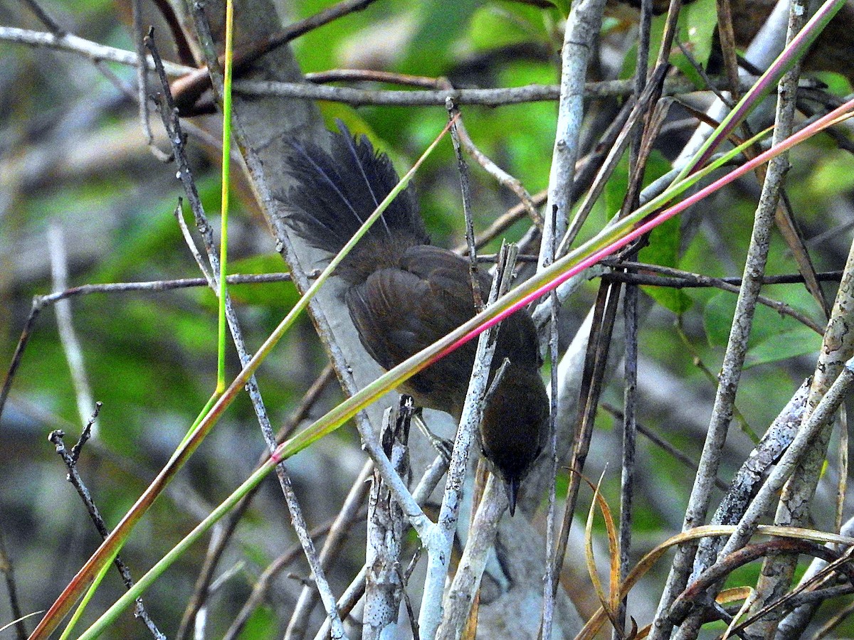 Cinereous-breasted Spinetail - ML616888418