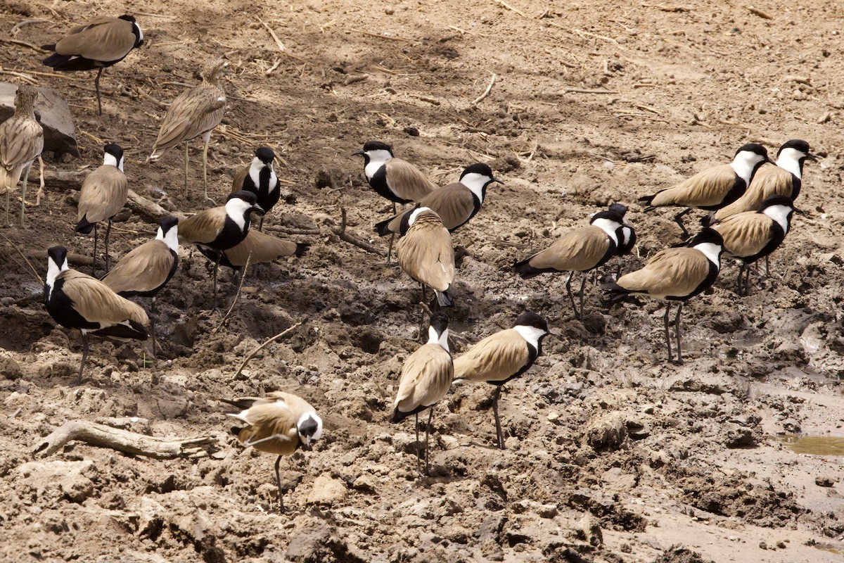 Spur-winged Lapwing - ML616888466