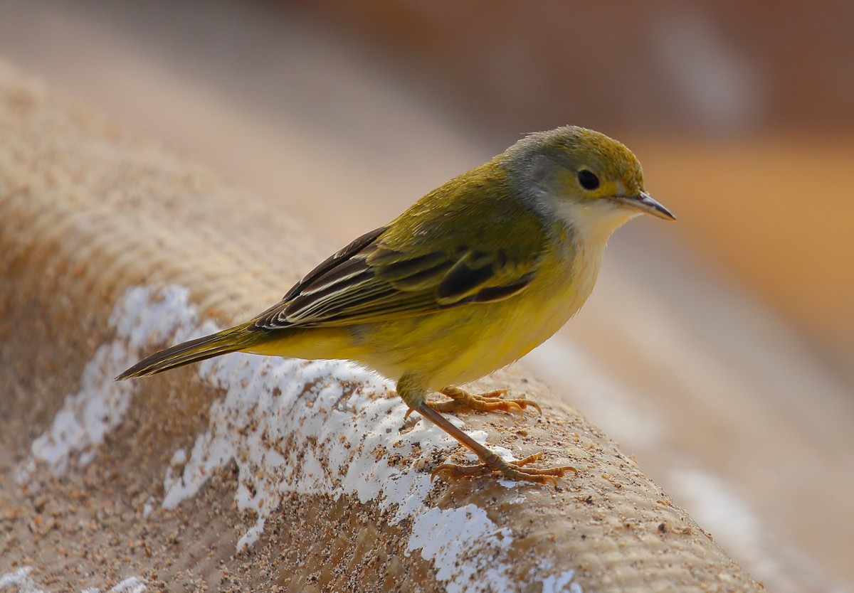 Yellow Warbler (Galapagos) - Yannick FRANCOIS