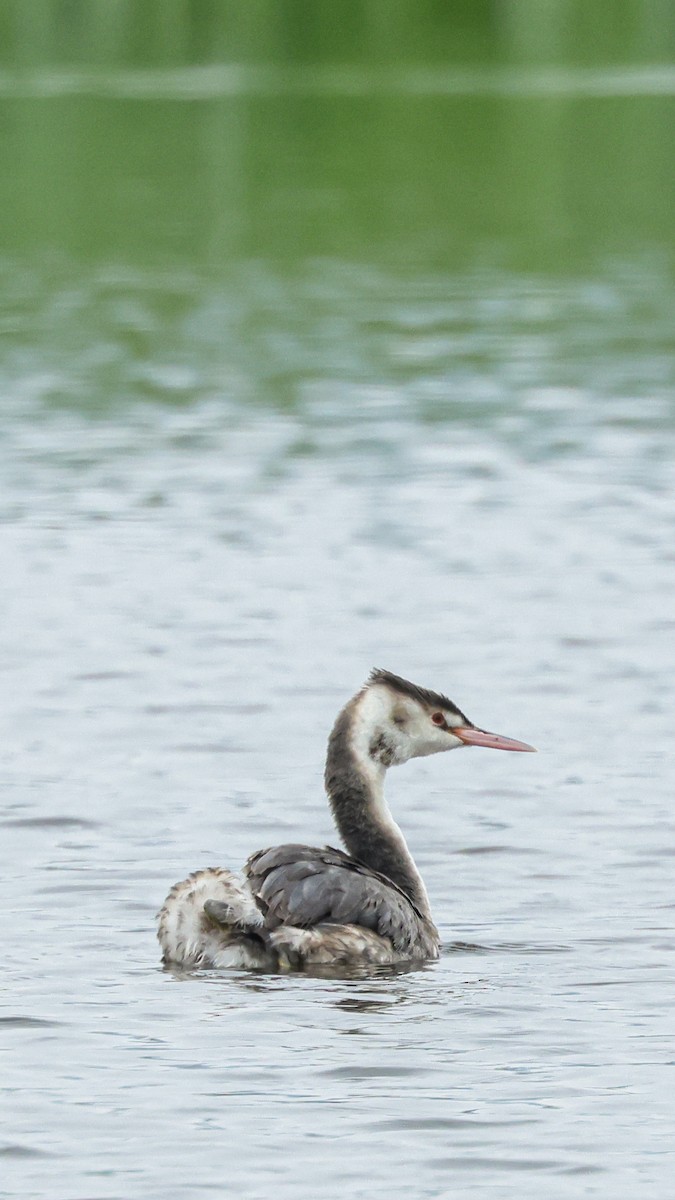 Great Crested Grebe - Cheuk Hin Cheng