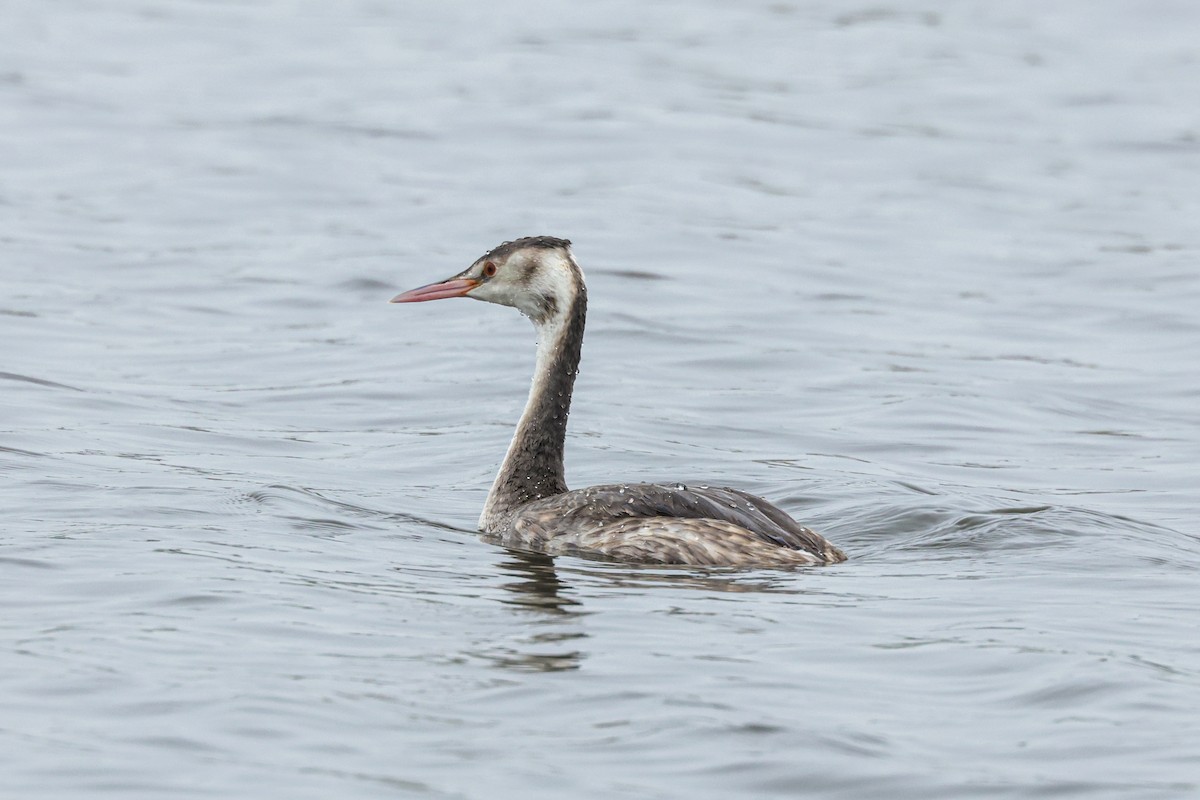 Great Crested Grebe - ML616888476