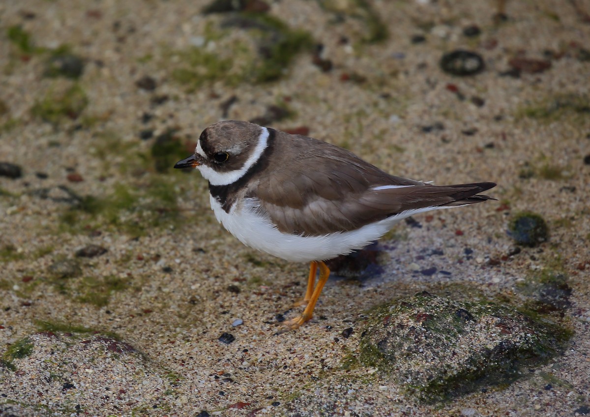 Semipalmated Plover - ML616888484