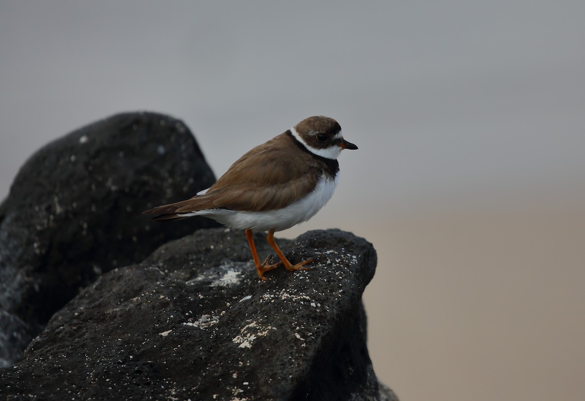 Semipalmated Plover - ML616888502
