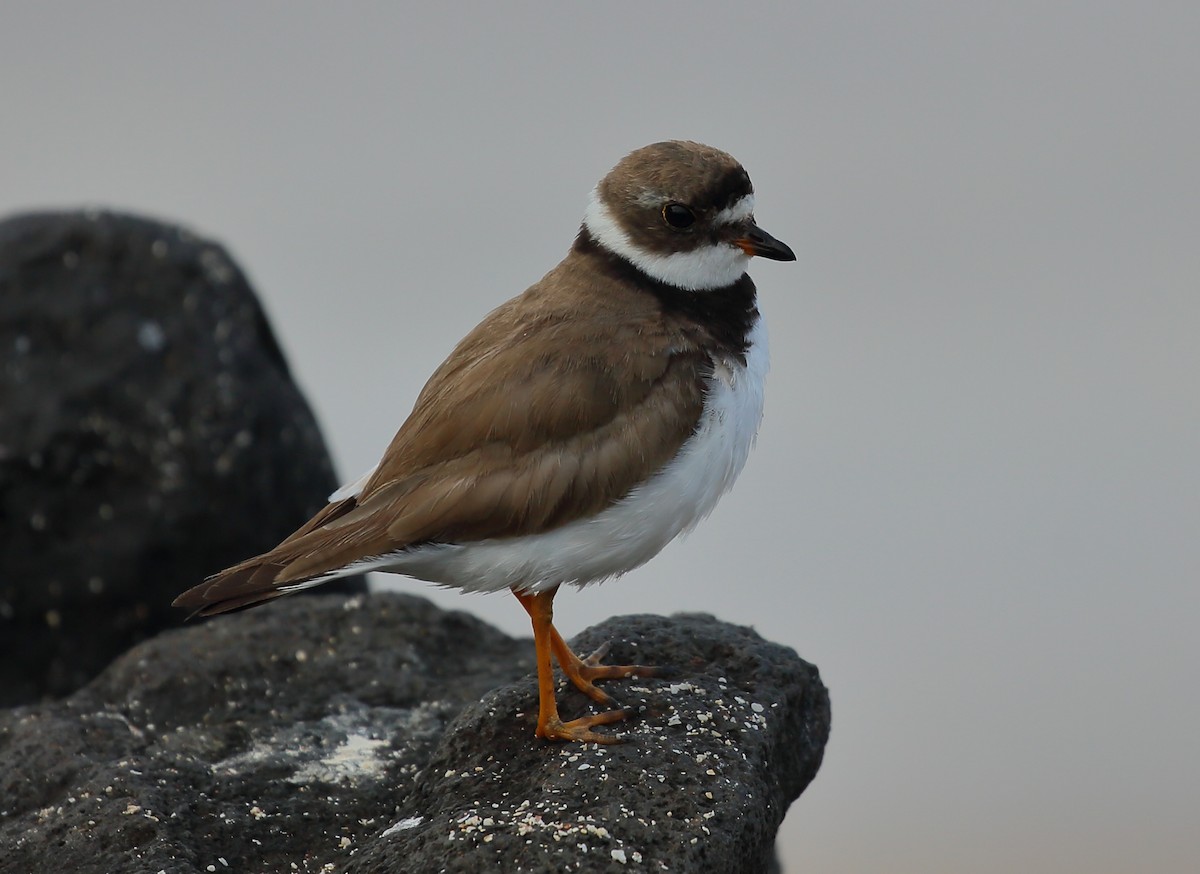 Semipalmated Plover - ML616888506