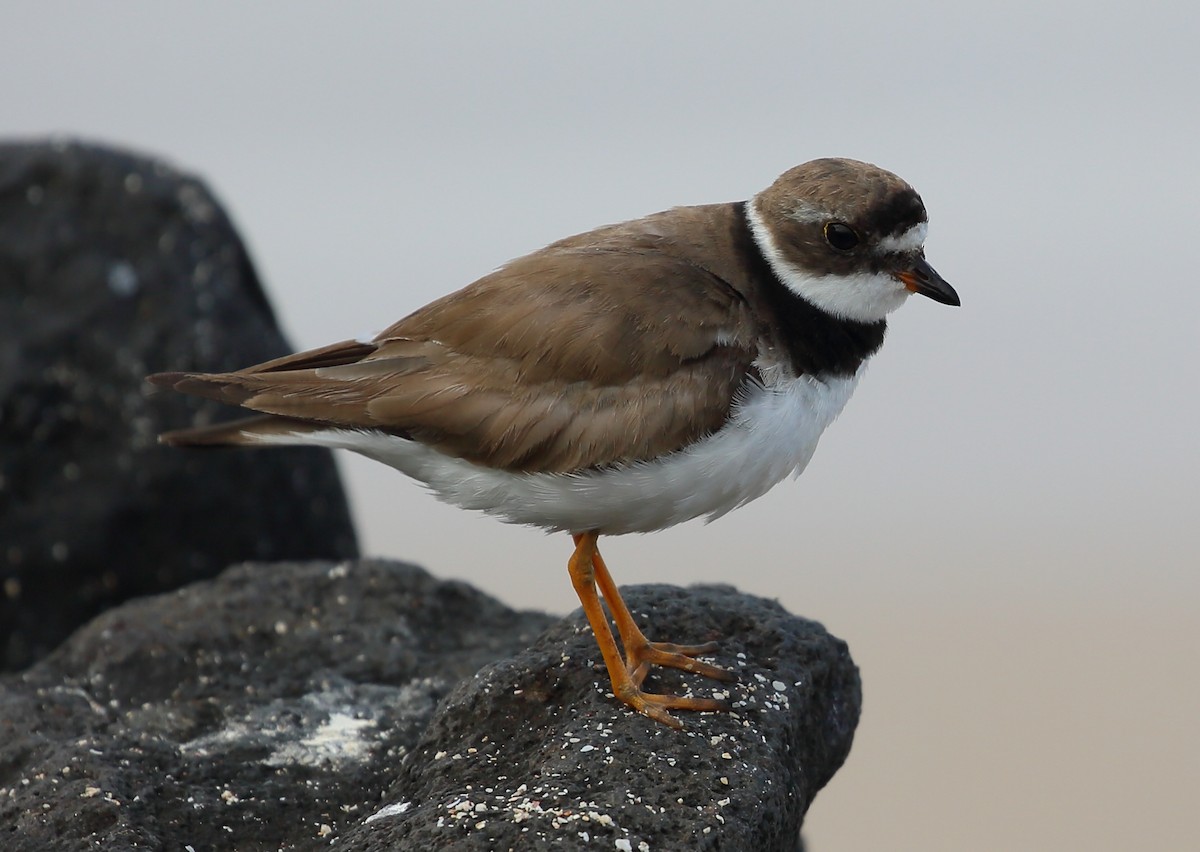 Semipalmated Plover - ML616888509