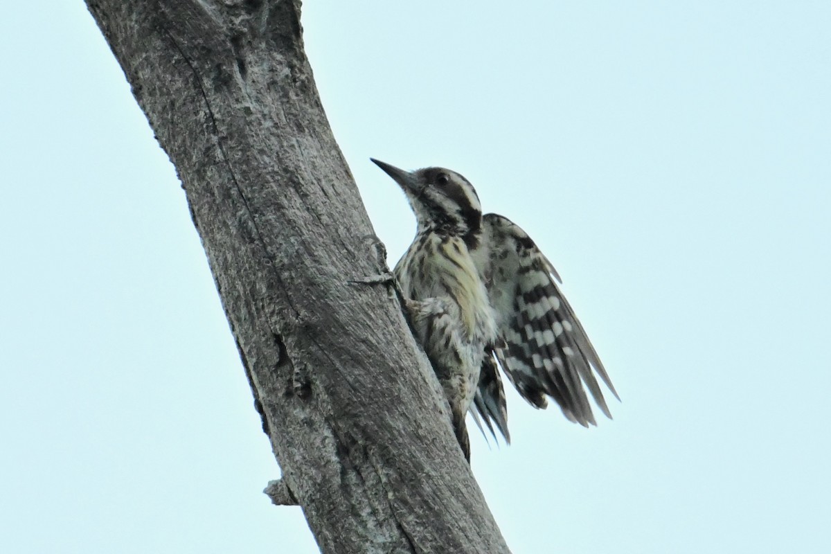 Philippine Pygmy Woodpecker - ML616888510