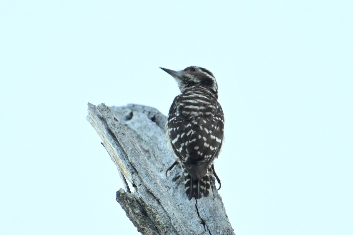 Philippine Pygmy Woodpecker - ML616888514
