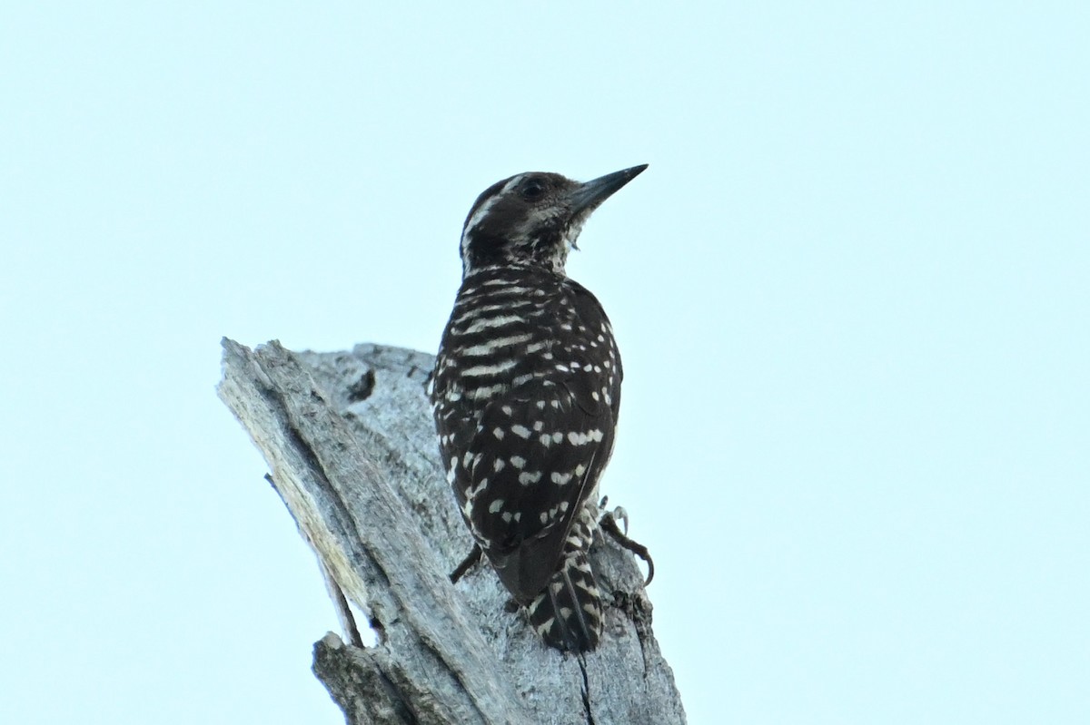 Philippine Pygmy Woodpecker - ML616888515