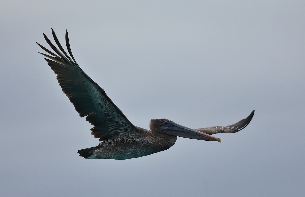 Brown Pelican (Galapagos) - ML616888551