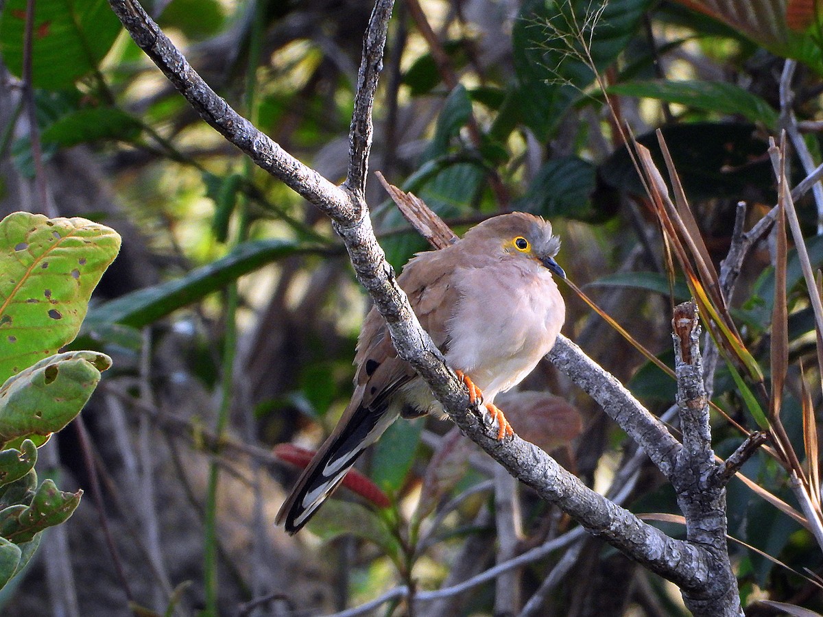 Long-tailed Ground Dove - ML616888553