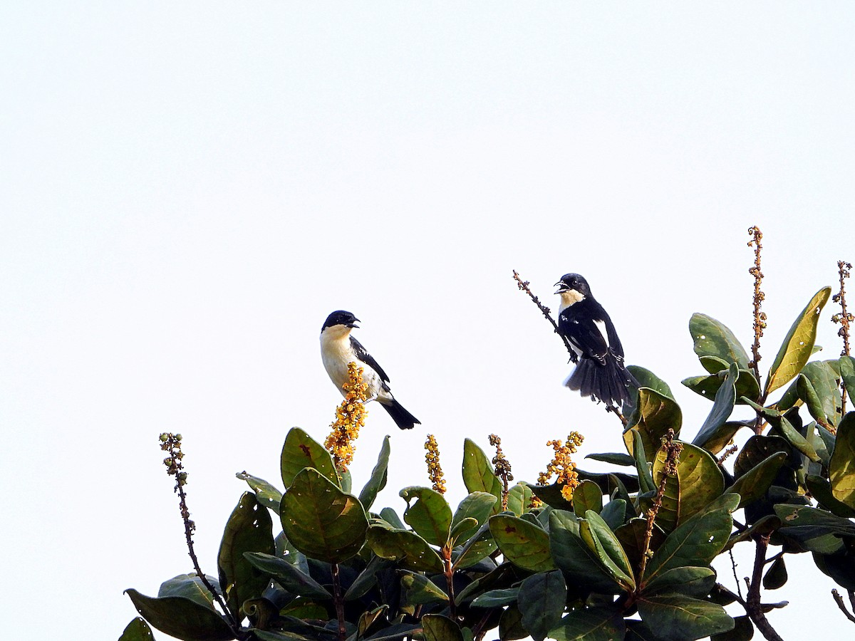 White-rumped Tanager - ML616888565