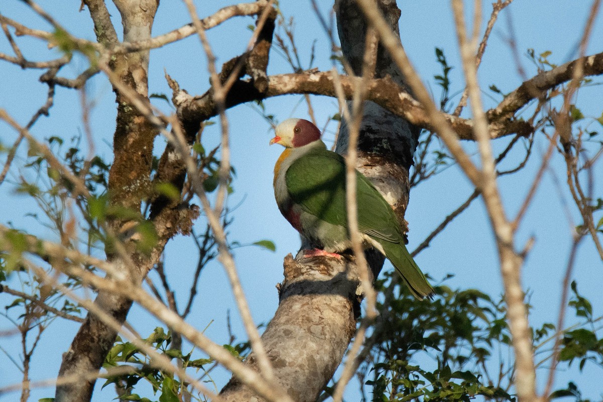 Yellow-breasted Fruit-Dove - ML616888578