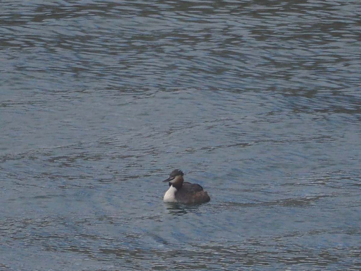 Great Crested Grebe - ML616888615