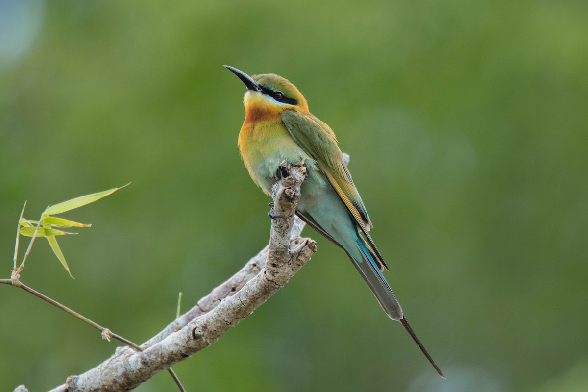 Blue-tailed Bee-eater - ML616888638