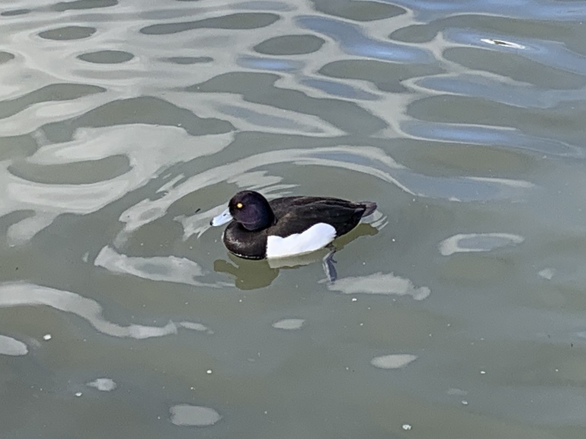 Tufted Duck - ML616888787